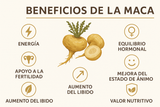 Infografía de los beneficios de la Maca mostrando: Energía, Balance hormonal, Fertilidad, Mejora del ánimo, Libido y Valor nutricional