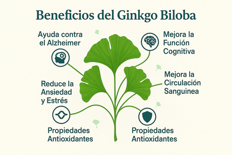 Infografía en español con 6 beneficios únicos del Ginkgo Biloba: ayuda contra el Alzheimer, mejora cognitiva, circulación sanguínea, reducción de ansiedad, propiedades antioxidantes y salud ocular